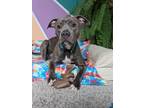 Adopt Raya a Pit Bull Terrier, American Staffordshire Terrier