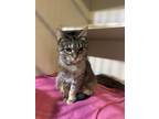 Adopt Emily a Brown Tabby Domestic Shorthair (short coat) cat in Middletown