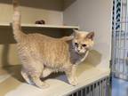 Adopt Rudy a Orange or Red Domestic Shorthair (short coat) cat in Middletown