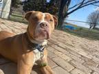 Adopt Bruce a Brown/Chocolate - with White American Pit Bull Terrier / Mixed dog