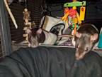 Adopt Sage & Stella a Rat