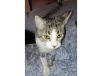 Adopt Zoey a Gray, Blue or Silver Tabby Domestic Shorthair (short coat) cat in