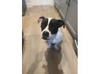 Adopt Allie a White - with Black American Staffordshire Terrier / Mixed dog in