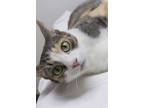Adopt Willow a Calico or Dilute Calico Domestic Shorthair (short coat) cat in