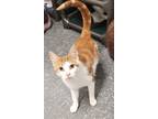 Adopt Joey 2 a Orange or Red Domestic Shorthair / Domestic Shorthair / Mixed cat