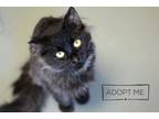 Adopt Esther* a All Black Domestic Longhair / Domestic Shorthair / Mixed cat in