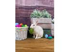 Adopt Patty a White Mini Rex / Mixed (short coat) rabbit in Rixeyville