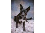 Adopt Opal a Black - with White German Shepherd Dog / Husky / Mixed dog in