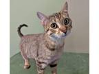 Adopt Rascal a Brown Tabby Domestic Shorthair (short coat) cat in Victoria