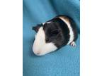 Adopt Elfie a Black Guinea Pig (short coat) small animal in Edinburg