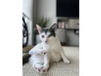 Adopt Dolorean a American Shorthair / Mixed cat in Whitestone, NY (38197528)