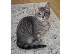 Adopt Marie a Gray, Blue or Silver Tabby Domestic Shorthair (short coat) cat in