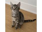 Adopt Anik a Gray, Blue or Silver Tabby Domestic Shorthair (short coat) cat in