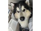 Adopt Remi a Black - with White Alaskan Malamute / Husky / Mixed dog in Roswell