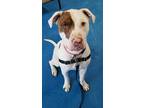 Adopt Prince a Tan/Yellow/Fawn - with White Pit Bull Terrier / Mixed dog in