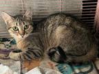 Adopt Julia a Brown or Chocolate Maine Coon (short coat) cat in Glencoe