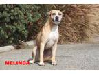 Adopt Melinda a Tan/Yellow/Fawn - with White Pit Bull Terrier / Mixed Breed