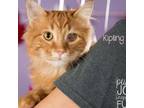 Adopt Kipling a Orange or Red Domestic Shorthair / Mixed cat in Springfield