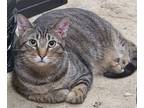 Adopt Halston a Gray, Blue or Silver Tabby Domestic Shorthair (short coat) cat