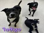 Adopt INDIGO a German Shepherd Dog, Mixed Breed