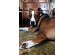 Adopt Freddy a Brown/Chocolate - with White Boxer / Mixed dog in Albemarle