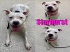 Adopt STARBURST a Pit Bull Terrier