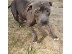 Adopt Kalila a Black American Pit Bull Terrier / Staffordshire Bull Terrier /