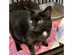 Adopt Mooshie a All Black Domestic Shorthair / Mixed cat in Wappingers