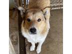 Adopt Laxie a Tan/Yellow/Fawn Siberian Husky / Great Pyrenees / Mixed dog in