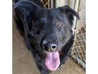 Adopt Dopey a Black German Shepherd Dog / Mixed dog in Green Forest
