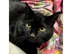 Adopt Honeycomb a Domestic Short Hair