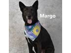 Adopt Margo a Black Labrador Retriever / German Shepherd Dog / Mixed dog in
