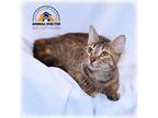 Adopt Missey a Brown or Chocolate (Mostly) Domestic Shorthair (short coat) cat