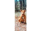 Adopt Baby a Tan/Yellow/Fawn Mixed Breed (Medium) / Pit Bull Terrier / Mixed dog