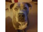 Adopt Smoky a Gray/Silver/Salt & Pepper - with Black American Pit Bull Terrier /