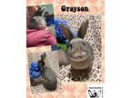 Adopt Grayson a Grey/Silver Other/Unknown / Mixed (short coat) rabbit in