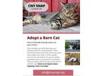 Adopt Barn Cats a Brown Tabby Domestic Shorthair (short coat) cat in Clay