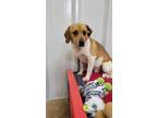 Adopt Skit a Red/Golden/Orange/Chestnut - with White Beagle / Mixed dog in