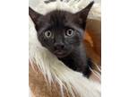 Adopt PJ a All Black Domestic Shorthair (short coat) cat in Greensboro