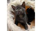 Adopt Leroy a All Black Domestic Shorthair (short coat) cat in Greensboro