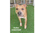 Adopt Easton a Tan/Yellow/Fawn American Pit Bull Terrier / Mixed dog in Wilkes