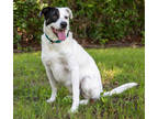 Adopt Penny a White Mixed Breed (Large) / Mixed dog in Tyler, TX (37966498)