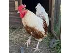Adopt Roux a Chicken bird in Quakertown, PA (38201550)