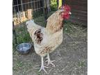 Adopt Roofus a Chicken bird in Quakertown, PA (38201552)