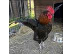 Adopt Roodolf a Chicken bird in Quakertown, PA (38201553)
