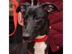 Adopt Cherry a Greyhound