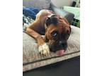 Adopt Molly *Bonded to Skipper* *Special Needs* a Boxer