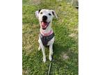 Adopt Zoe a White - with Black Cattle Dog / Pit Bull Terrier / Mixed dog in
