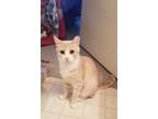 Adopt Amber a Tan or Fawn Tabby Domestic Shorthair (short coat) cat in Monroe