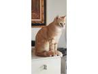 Adopt Clancy a Tan or Fawn Tabby Domestic Shorthair (short coat) cat in Monroe